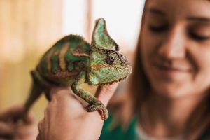 los-reptiles-tienen-personalidad