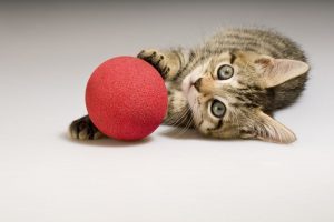 Cómo educar a un gato