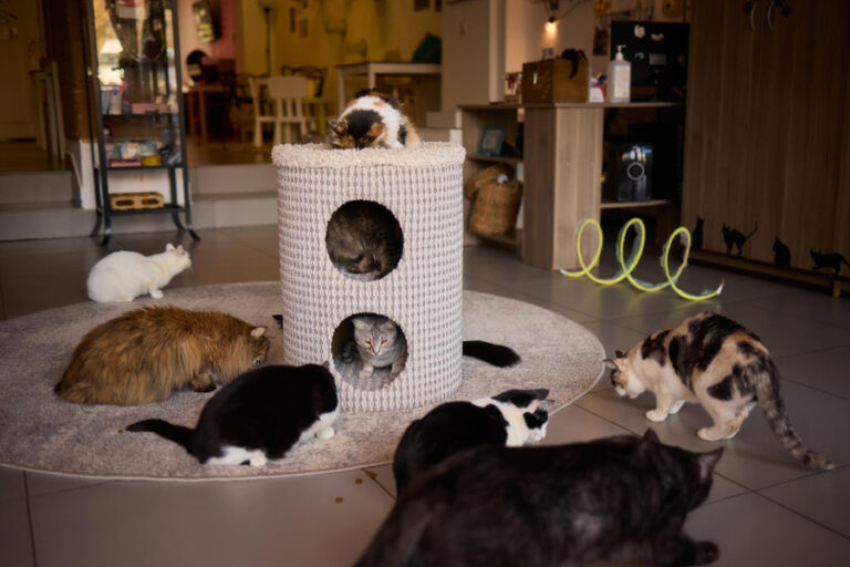 ¿Cómo juegan los gatos? Aprende a diferenciar entre juego y pelea