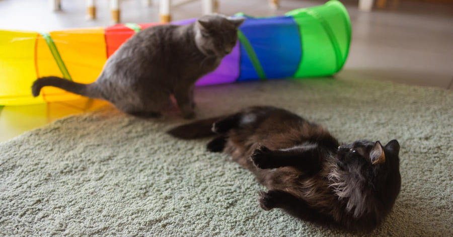 Cómo saber si dos gatos están jugando o peleando