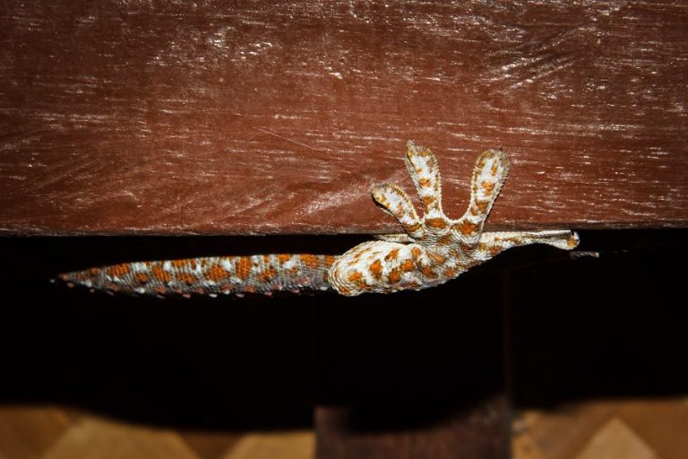 animales-exoticos-o-silvestres