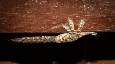 Cuidado de los geckos Tokay