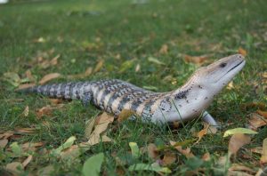 cuidados-del-lagarto-de-lengua-azul