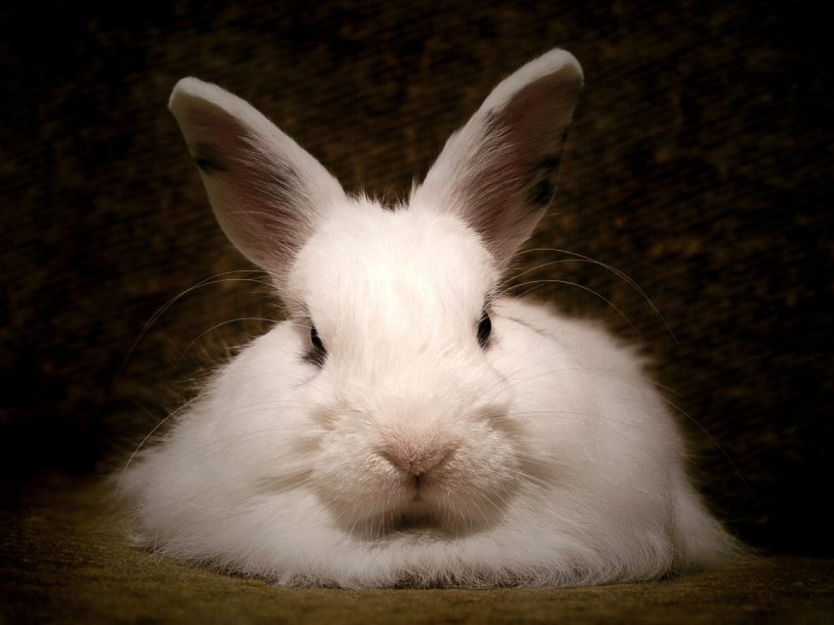 Mi Conejo Se Caga Por Todas Partes Diarrea en conejos - Tiendanimal