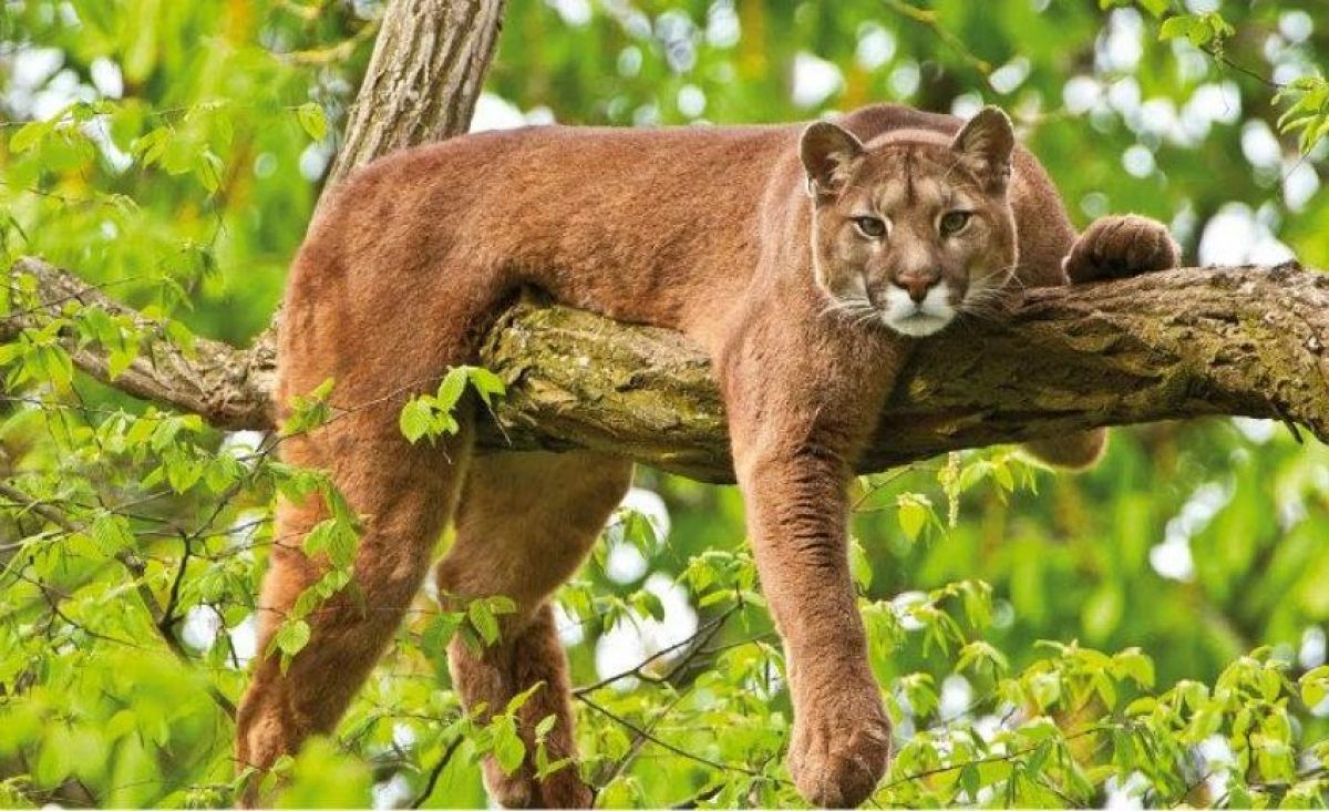 salir Esperar algo Municipios Felinos salvajes: Los pumas - Tiendanimal