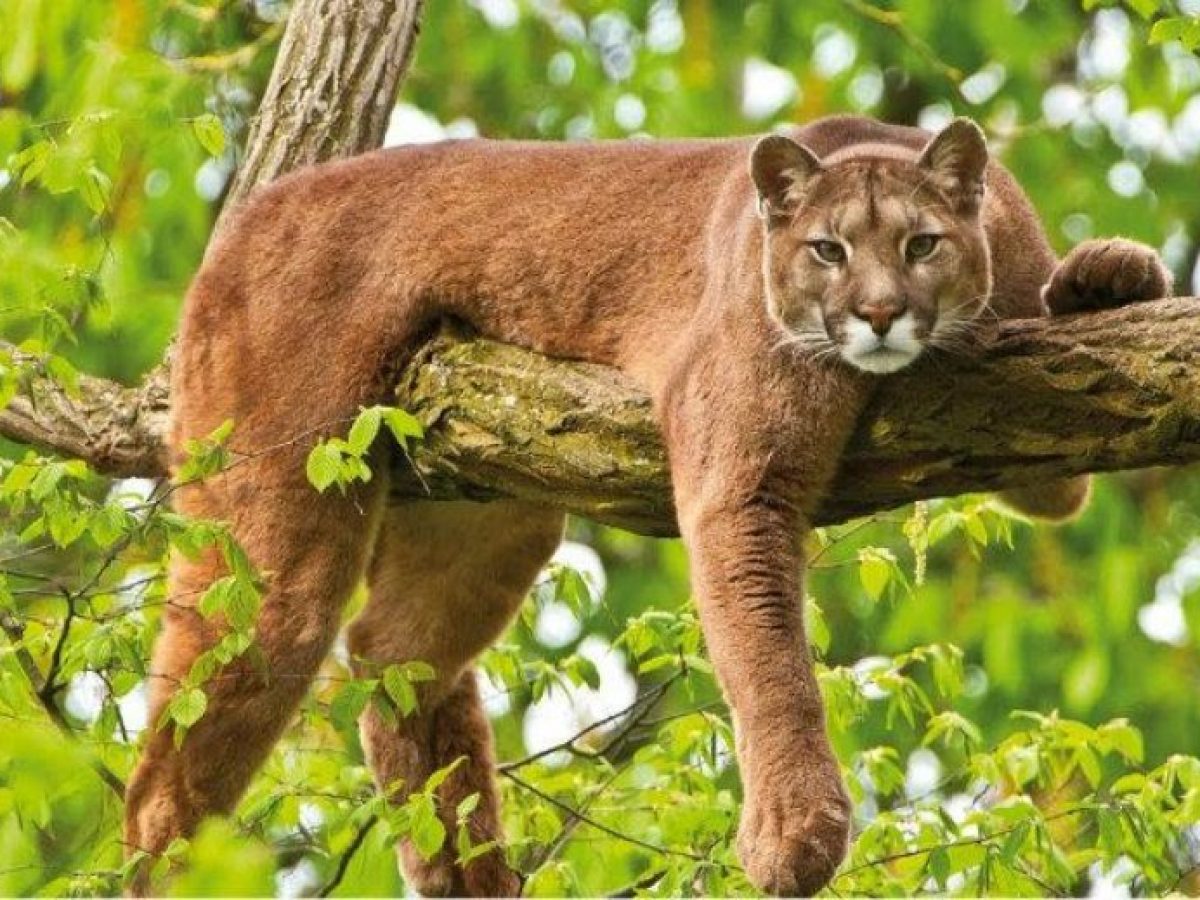 Felinos Los pumas - Tiendanimal