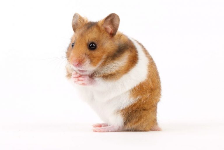 hamster-cola-humeda