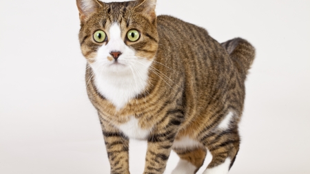 Mitos sobre los gatos