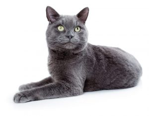la-supersticion-del-gato-negro