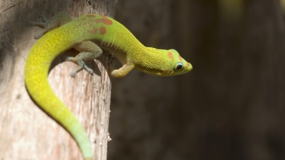 ¿Qué lagarto escoger como mascota?