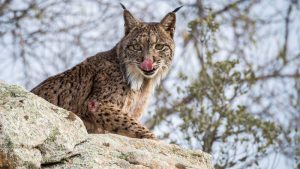 el-lince-iberico