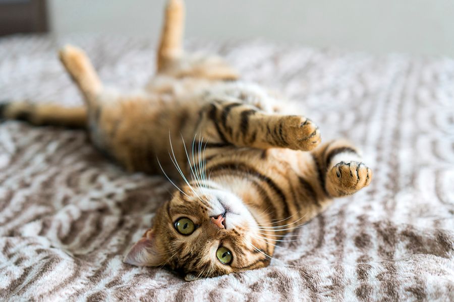 Parásitos intestinales más comunes en gatos