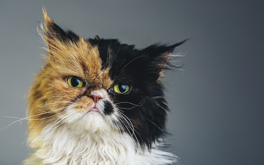 diferentes parásitos en gatos