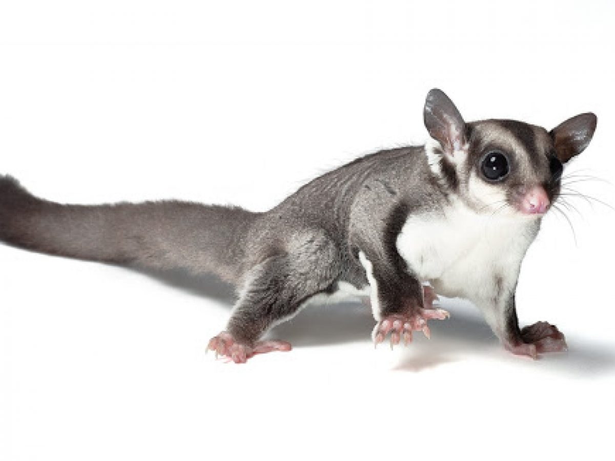 Petauro del Azúcar: Características y Cuidados de este Marsupial Petauro del Azúcar: Características y Cuidados de este Marsupial