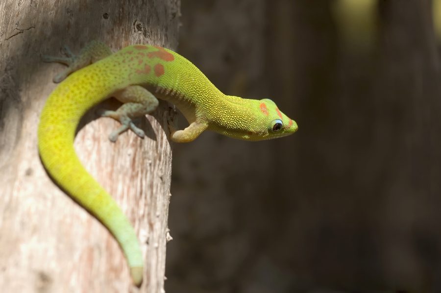 instante busto Genuino Qué lagarto escoger como mascota? - Tiendanimal