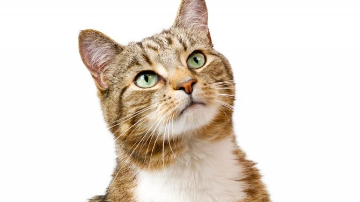 Gato Cuidadoso: Características y Consejos de Cuidado