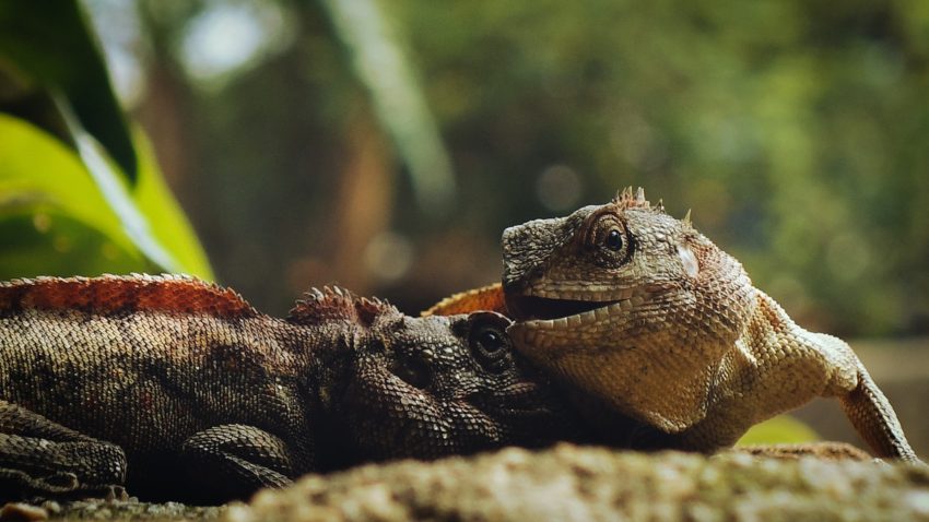 reptiles-pueden-contagiar-salmonelosis