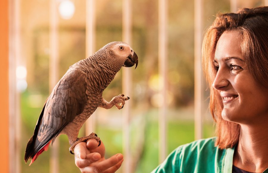 Qué comen los loros y consejos para su alimentación