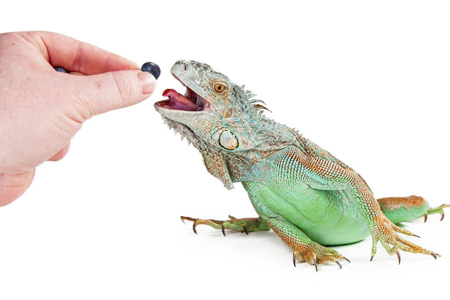 Que-comen-las-iguanas