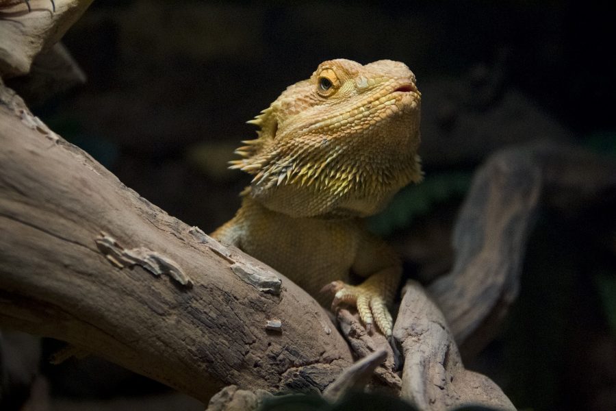 dragones-barbudos-en-estado-salvaje