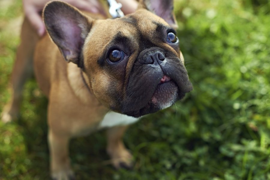 Cómo educar a un perro para que no ladre sin razón