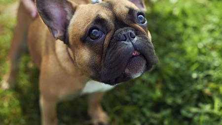 Educación: perros que ladran