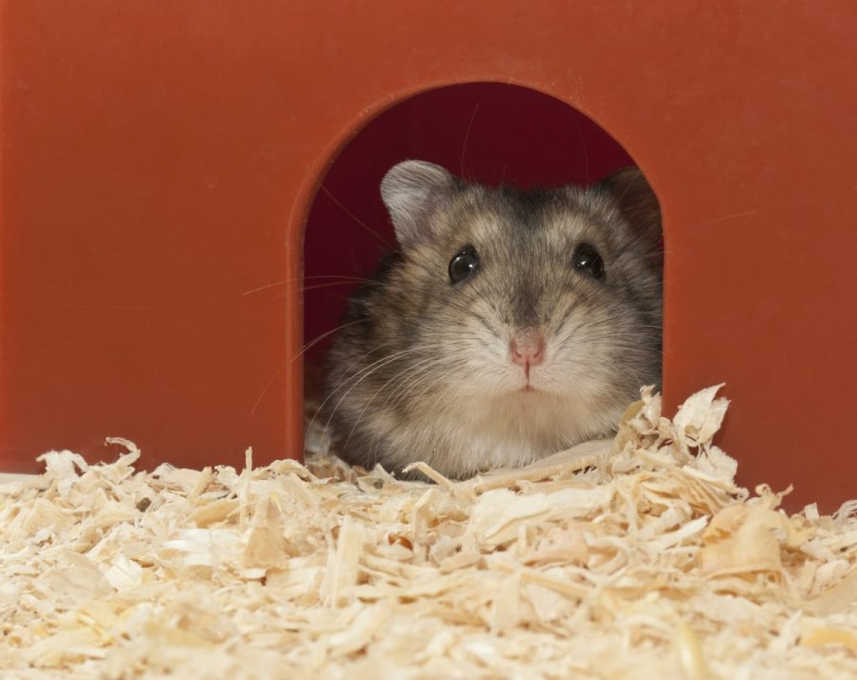 Reproduccion En Los Hamsters Recomendaciones Tiendanimal