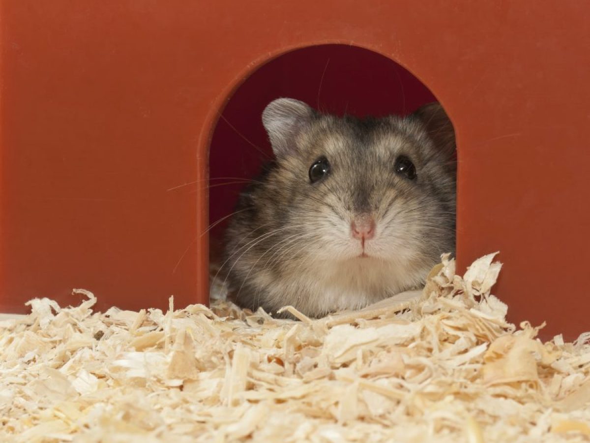 ¿De Donde Vienen Los Hamsters? Open AI Lab ¿De Donde Vienen Los Hamsters? Open AI Lab