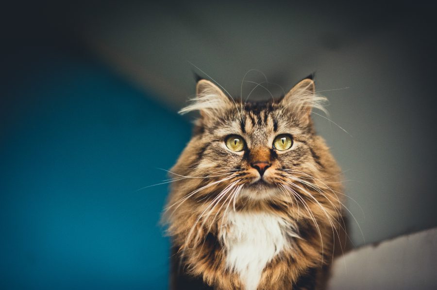 el-maine-coon