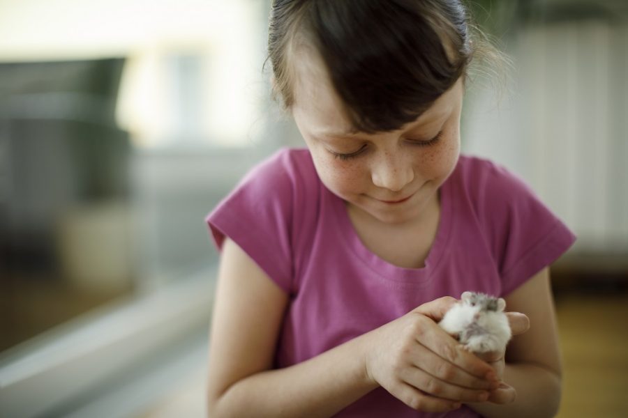 enfermedades-de-hamster-como-detectarlas