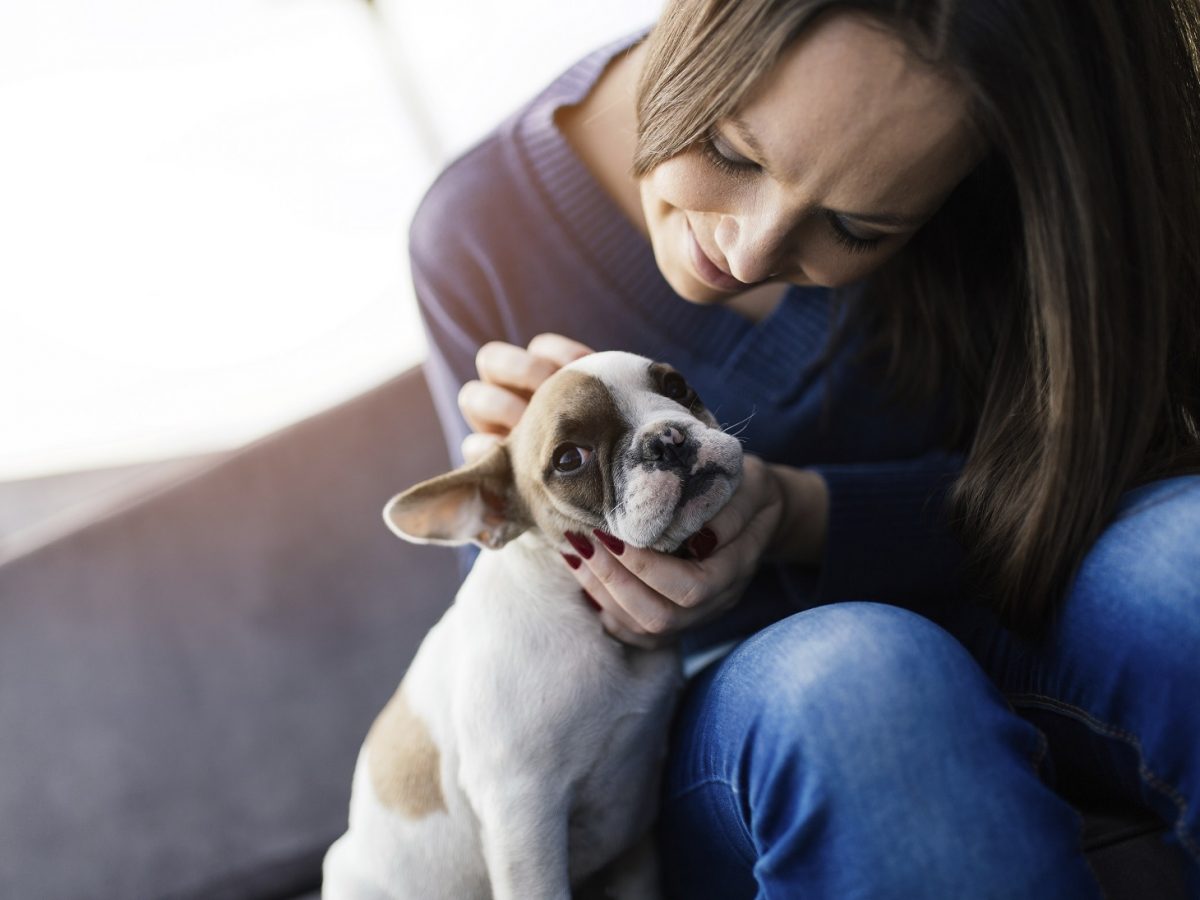 Qué enfermedades puede tener un perro salchicha, consecuencias y cuidados