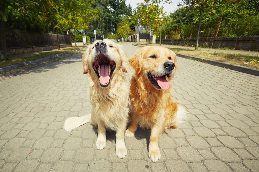 Raza Golden Retriever: cuidados y características