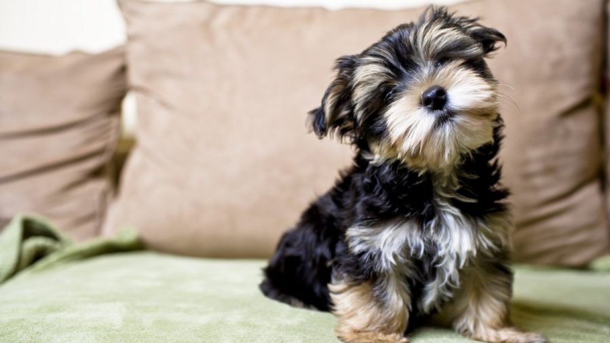 Yorkshire sales terrier español