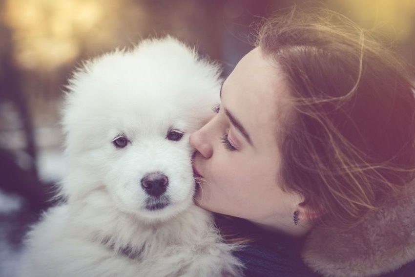 samoyedo