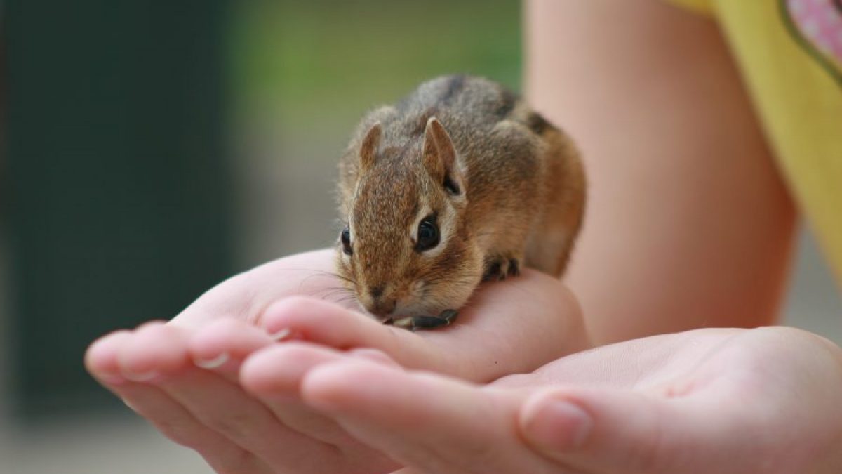 Cómo cuidar a una ardilla bebé
