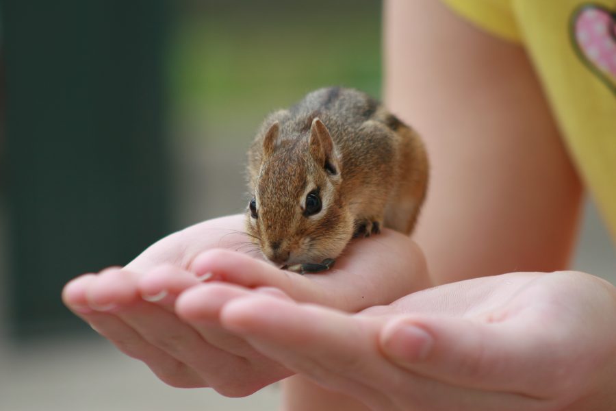 tener-una-ardilla-de-mascota