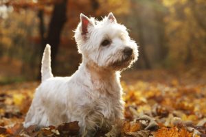 west-highland-terrier