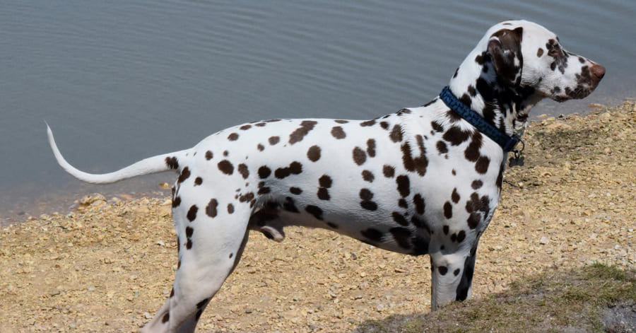 Carácter, cuidados e historia del dálmata