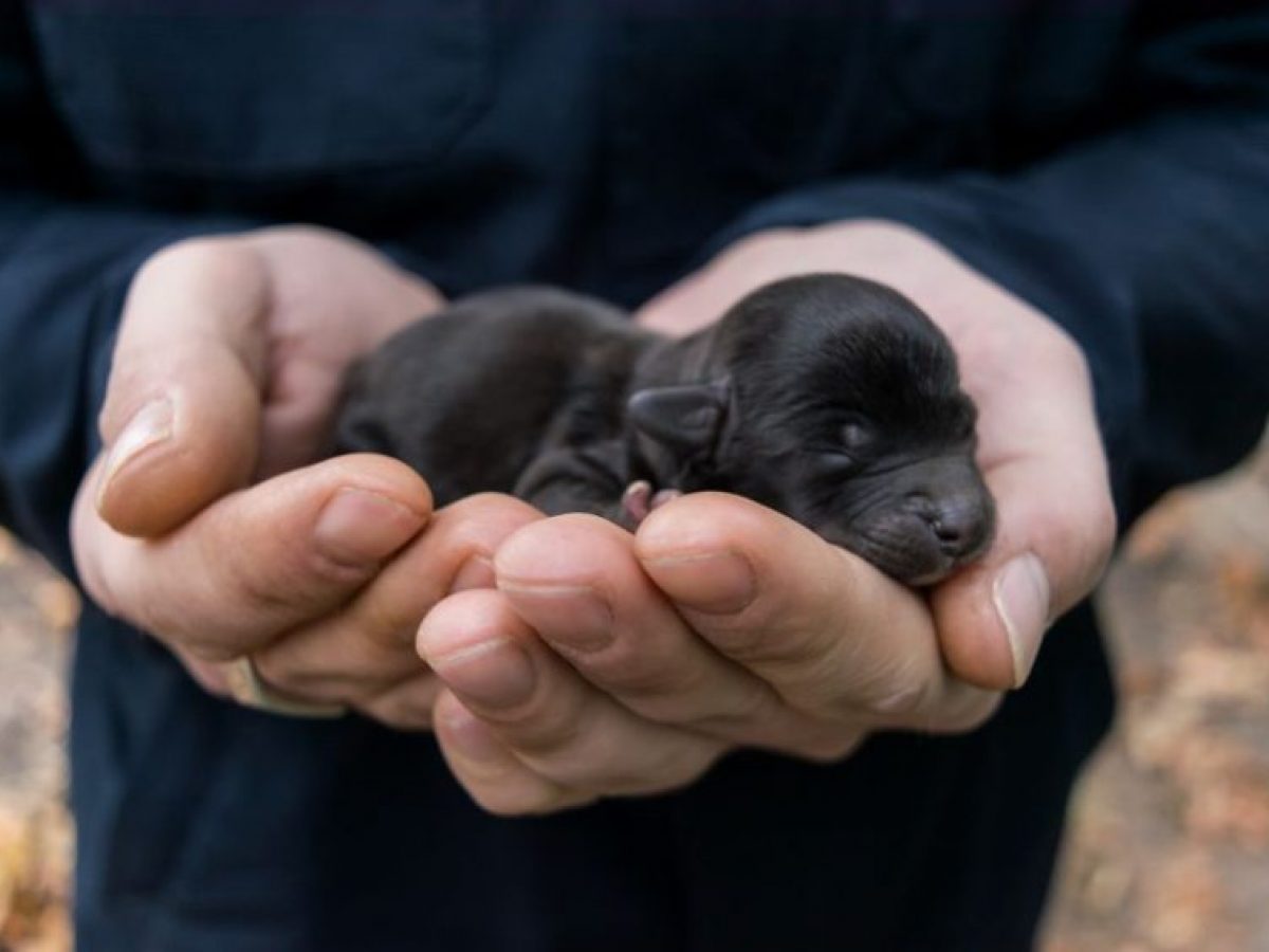 Cuántos cachorros puede tener un Pastor Inglés y cuánto dura su embarazo?