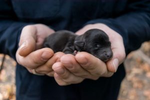 primer-cachorro-primeras-preguntas