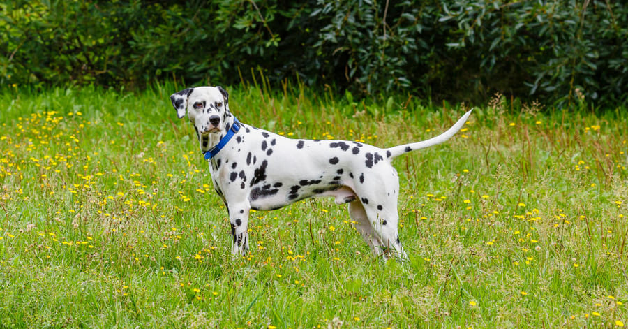 Cuidados y salud del dálmata