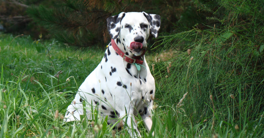 Ficha de raza del dálmata