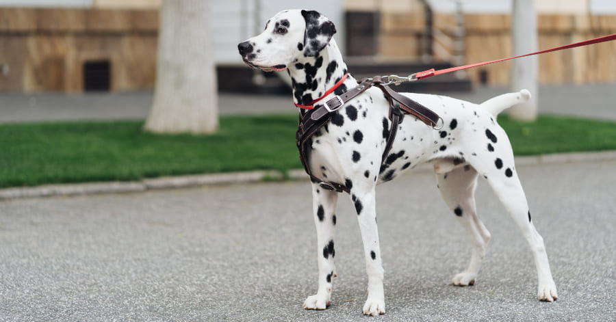 Etapa del cachorro de dálmata