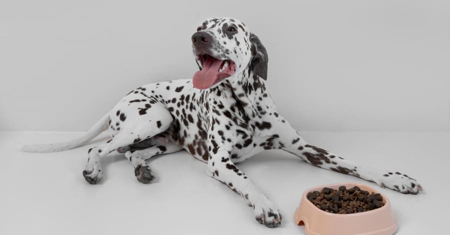 Cuidados del dálmata y alimentación