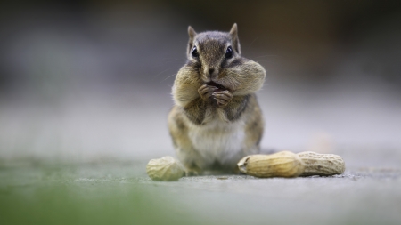 Cuidados de las ardillas listadas