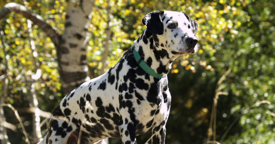 Imágenes del dálmata