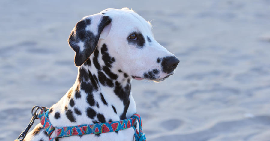 Fotos y guía sobre el dálmata