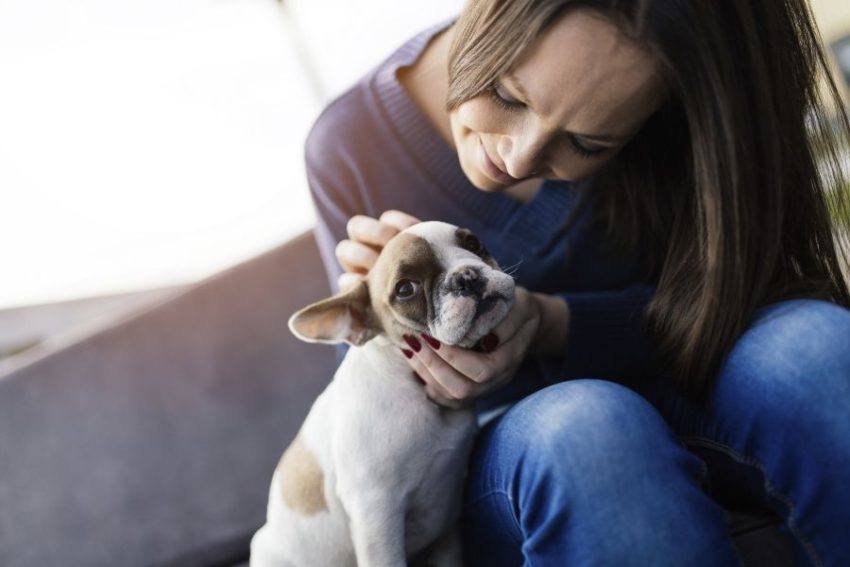 leptospirosis-canina-sintomas-y-tratamiento