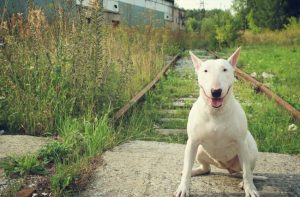 los-bull-terrier