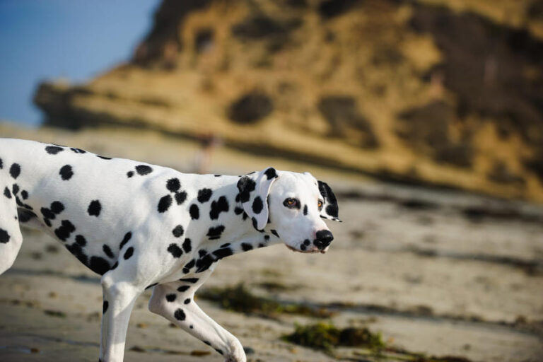Toda la información sobre la raza de perro dálmata